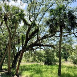 Riverbend Park - Reese Blvd Trail. shaded and easy to walk/ views along the trail