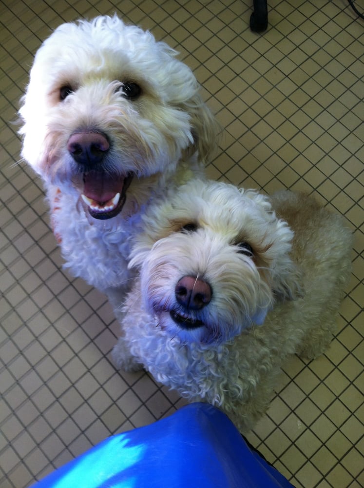 ALL PAWS INN Updated October 2024 113 Lafayette St, Hackettstown