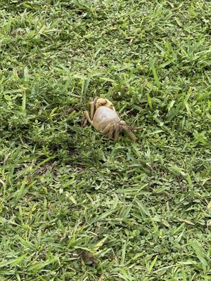 Curry Hammock State Park by null