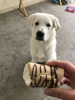 New England Dog Biscuit Company by null