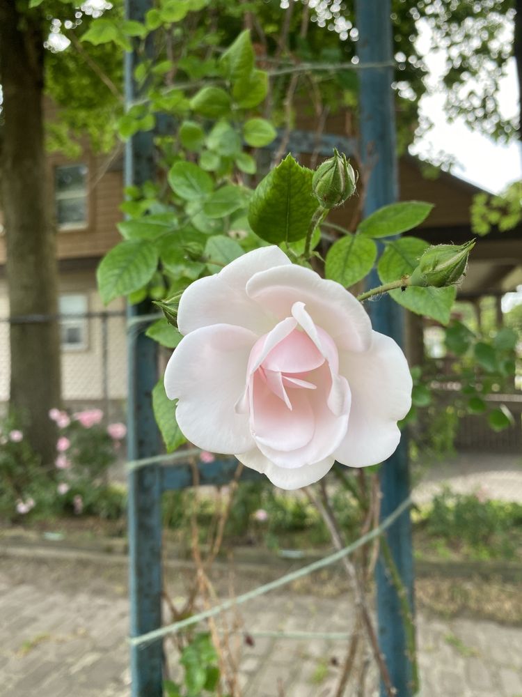 E.M. MILLS ROSE GARDEN Updated August 2024 44 Photos 715 Ostrom