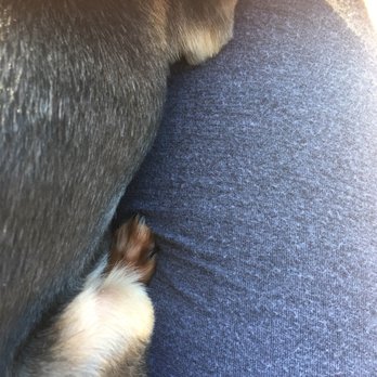 Bubble Puppies Grooming Boutique - Pet Groomers Near Me - Stockbridge, Georgia