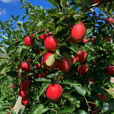 Clarke's Family Farm by null