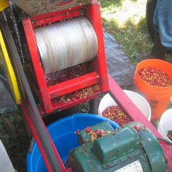 Rancho Aloha - Rancho Aloha processes all its coffee by hand, right on the farm. - Coffee & Tea Near Me
