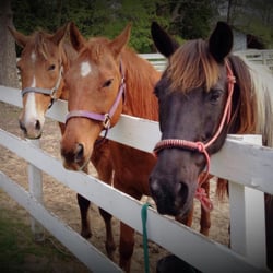 Sea Horse Stables