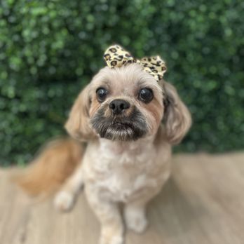 Pawfect Time - Cheetah Girl Vibes - Pet Groomers Near Me - Palm Desert, California Pawfect Time - Cheetah Girl Vibes - Pet Groomers Near Me - Palm Desert, California