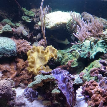 Aqua Bob's Aquarium Service - Aquarium Services Near Me Aqua Bob's Aquarium Service - Aquarium Services Near Me