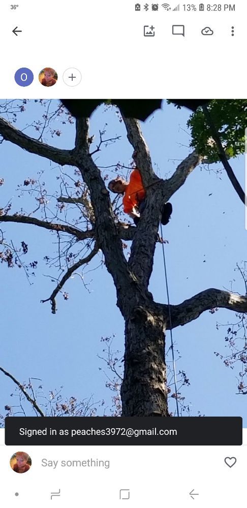 Morgan Family Tree Care - tree service in Dover, DE