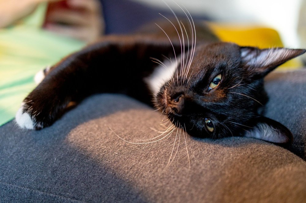 SAN JOSE ANIMAL CARE CENTER - 351 Photos & 386 Reviews - 2750 Monterey