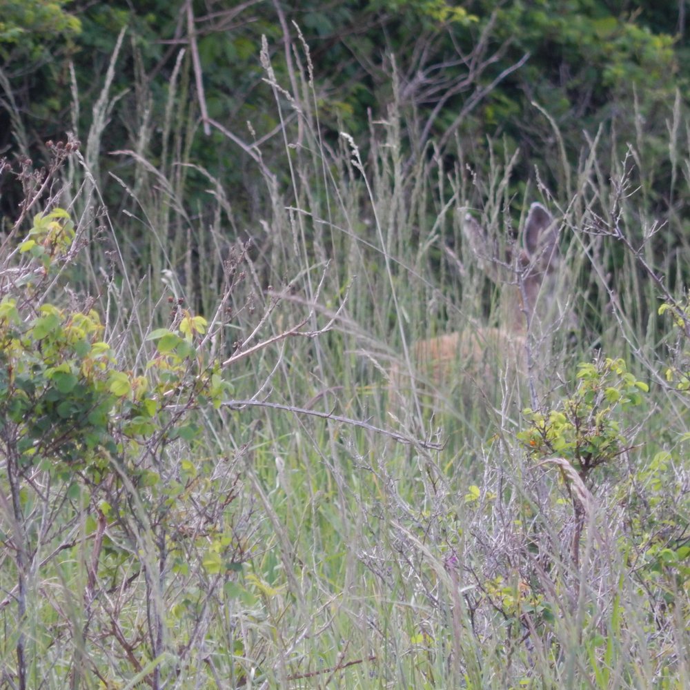 Cattle Point Lighthouse - A deer making a get aways into the brush. - Landmarks & Historical Buildings Near Me - Lopez Island, Washington Cattle Point Lighthouse - A deer making a get aways into the brush. - Landmarks & Historical Buildings Near Me - Lopez Island, Washington