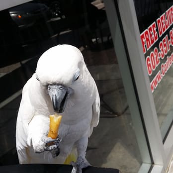 Corleone's - Kiki approves of their french fries!  Nom...nom...nom... - Cheesesteaks Near Me - Phoenix, Arizona