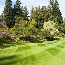 Lawn Guy
