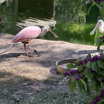 Brookgreen Gardens - Museums Near Me - Murrells Inlet, South Carolina
