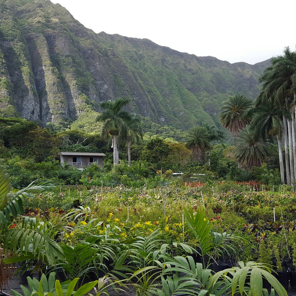 Sharon's Plants Ltd - Sharon's plants. - Nurseries & Gardening Near Me - Waimanalo, Hawaii