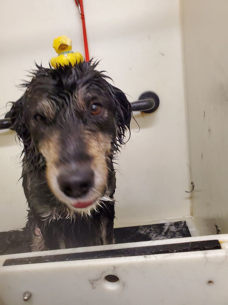 TOP DOG DAYCARE Updated September 2024 14 Reviews 161 Main St, Medway, Massachusetts Pet