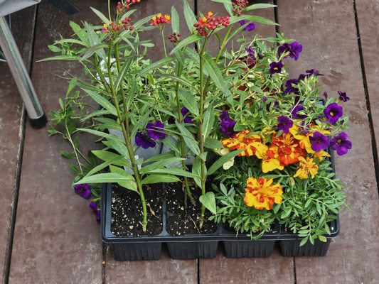 Charlie's Nursery & Garden Center