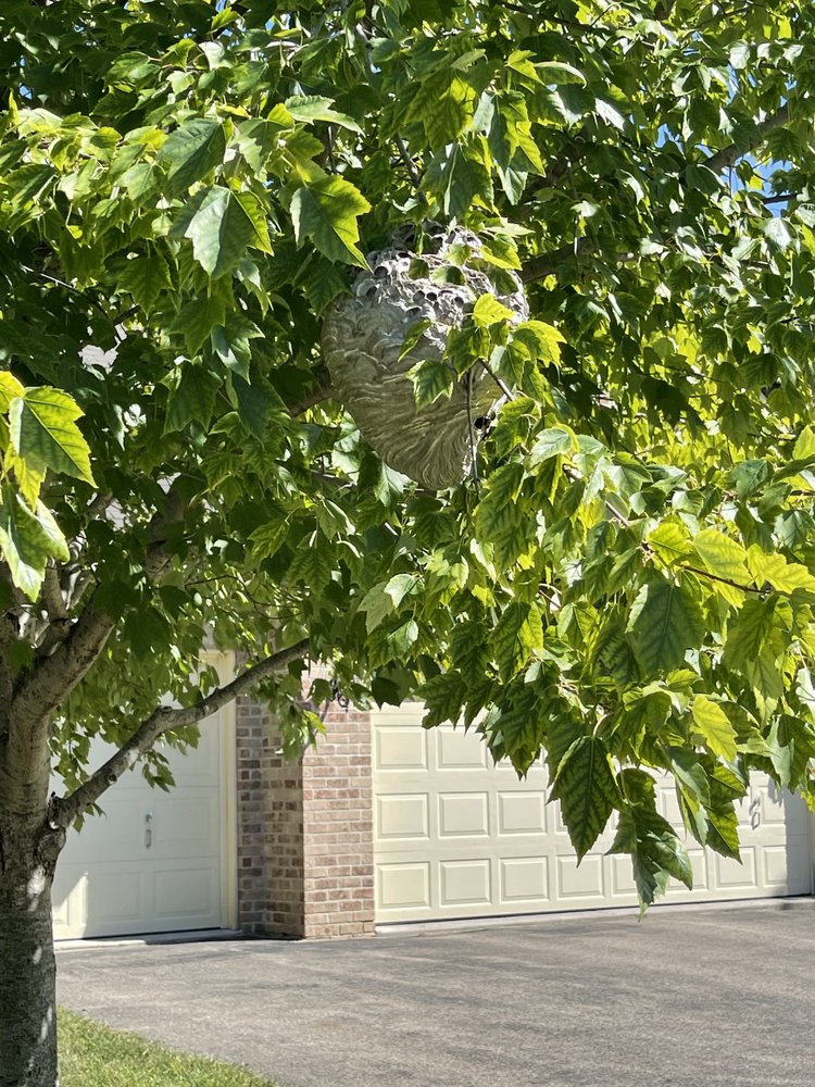 XTREME PEST SOLUTIONS Updated September 2024 13 Photos Prior Lake