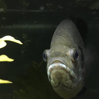 Trailside Museums & Zoo - Bluegill sunfish - Zoos Near Me - Bear Mountain, New York