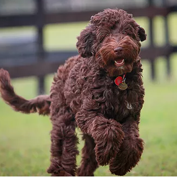 Sunrise Australian Labradoodles - Pet Breeders Near Me
