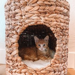 Our rescue kitten.