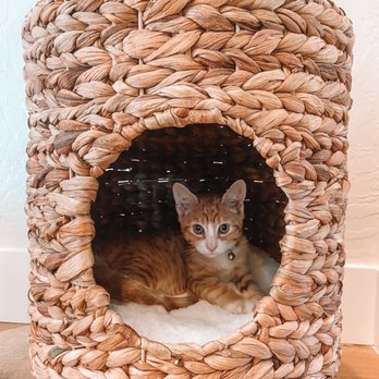 Heidi's Village - Our rescue kitten. - Pet Adoption Near Me - Phoenix, Arizona