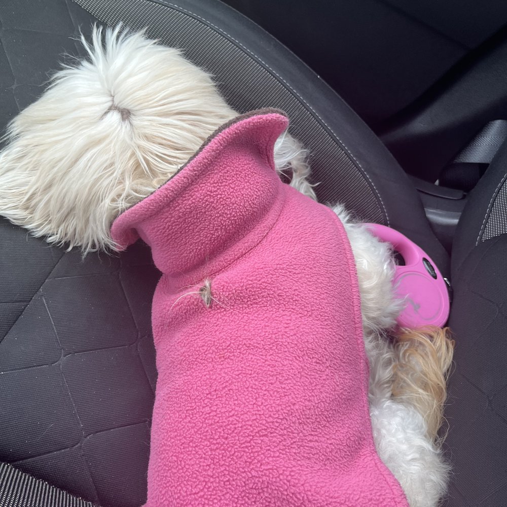 Petco - My cinnamon now and she needs grooming - Pet Training Near Me - Henrico, Virginia