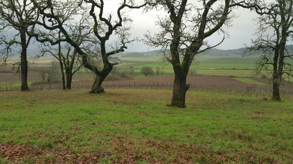 Johan Vineyards by null