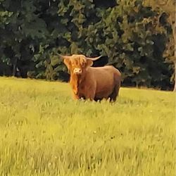 Heather Hill Inn - Our Scottish Highland Cattle