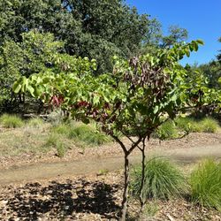 McConnell Arboretum & Botanical Gardens - Tree