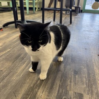 Mochas And Meows - Pet Adoption Near Me - Branson, Missouri