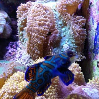 Shedd Aquarium - See the stripes! - Aquariums Near Me - Chicago, Illinois Shedd Aquarium - See the stripes! - Aquariums Near Me - Chicago, Illinois