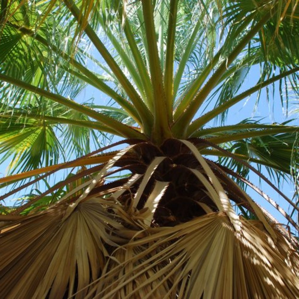 Coachella Valley Preserve - Fan palm - Hiking Near Me - Thousand Palms, California Coachella Valley Preserve - Fan palm - Hiking Near Me - Thousand Palms, California
