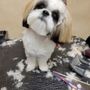 Photo of Wilda's Pet Styles