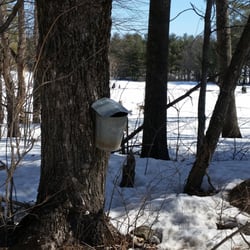 Cooper's Farm - Maple buckets. Old school apparently as their other tap system looked like big blue wires.