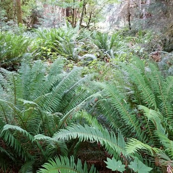 Hoh Rainforest - Lush vegetation - Hiking Near Me - Forks, Washington