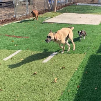 Staycation For Dogs - Pet Groomers Near Me - Vista, California