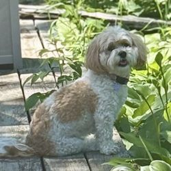 Total Dog Company - My happy dog MOCHI