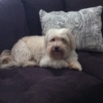 Urban Paws - Post groom Baby! JD is awesome! - Pet Training Near Me - Dallas, Texas