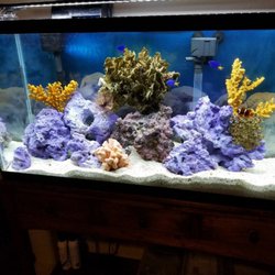 Hawaii H2Grow - Salt water aquariums are always filled with bright colors.