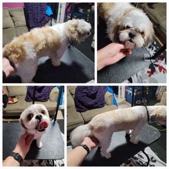 Nightmare With Paws - This is bear , he a bit sassy but with the patient and understanding for Him he has came along away from when I started to groom him. - Pet Groomers Near Me Nightmare With Paws - This is bear , he a bit sassy but with the patient and understanding for Him he has came along away from when I started to groom him. - Pet Groomers Near Me