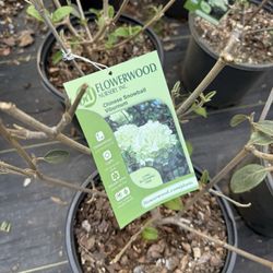Fast's Greenery - Snow ball bush