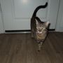 Harris Veterinary Medical Center