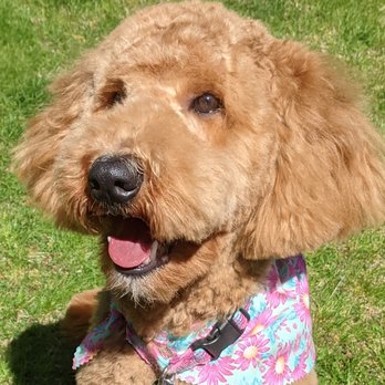 Details by Lisa - Pet Groomers Near Me - Boonton, New Jersey Details by Lisa - Pet Groomers Near Me - Boonton, New Jersey