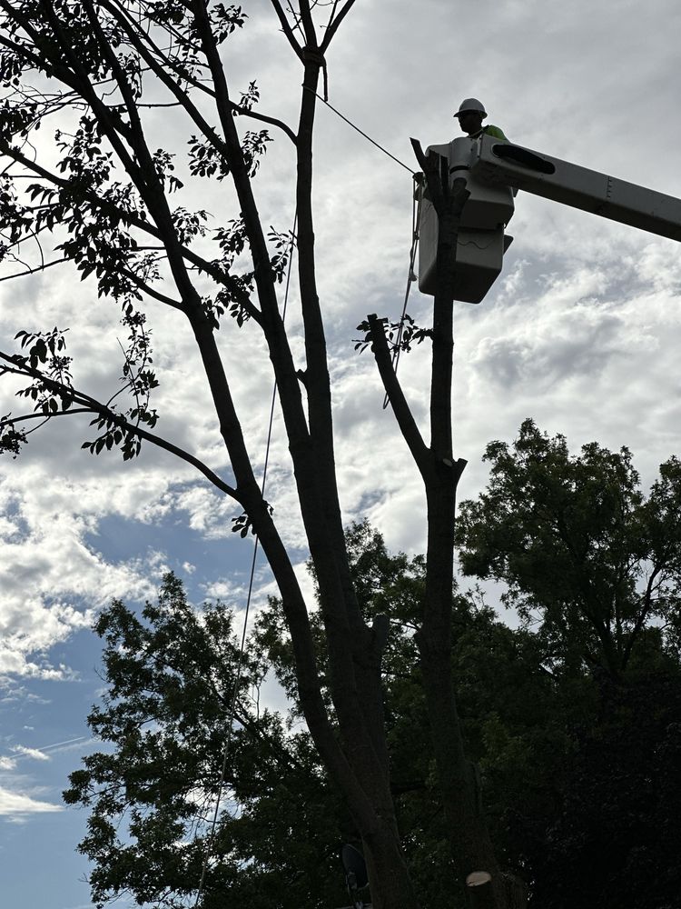 Cisneros Tree Service - tree service in Omaha, NE