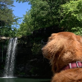 Whispering Hills Cabins - My Dog Sophie admiring the waterfalls - Vacation Rentals Near Me - Garfield, Arkansas Whispering Hills Cabins - My Dog Sophie admiring the waterfalls - Vacation Rentals Near Me - Garfield, Arkansas
