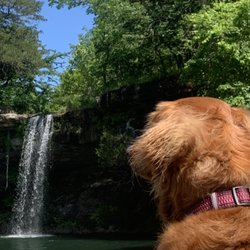 Whispering Hills Cabins - My Dog Sophie admiring the waterfalls