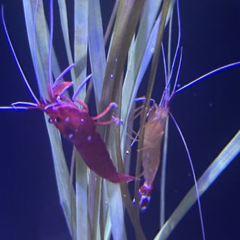 Adventure Aquarium - Sea shrimp - Aquariums Near Me - Camden, New Jersey Adventure Aquarium - Sea shrimp - Aquariums Near Me - Camden, New Jersey