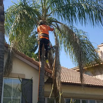 Bernabe Tree Service - Tree Services Near Me - Riverside, California