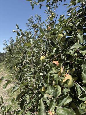 Sweet Berry Farm by null