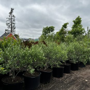 M and A Nursery - Nurseries & Gardening Near Me - Nipomo, California
